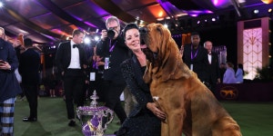 Westminster Dog Show: A Bloodhound Called Trumpet Has His Day by Winning Best in Show - WSJ Westminster Dog Show: A Bloodhound... 