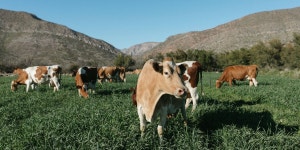 Truth in Advertising - WSJ