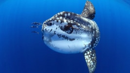 Fish HD Wallpaper | Background Image | 1920x1080 | ID:1089955 - Wallpaper Abyss  Fish HD Wallpaper | Background Image | 1920x1080... 