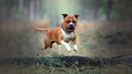Bull Terrier 4k Ultra HD Wallpaper | Background Image | 3840x2160 | ID:1111519 - Wallpaper Abyss  Bull Terrier 4k Ultra HD... 