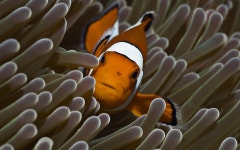 Clownfish HD Wallpaper | Background Image | 1920x1200 | ID:131842 - Wallpaper Abyss  Clownfish HD Wallpaper | Background Image... 