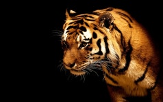 Tiger Wallpaper and Background Image | 1900x1200 | ID:200522 - Wallpaper Abyss  Tiger Wallpaper and Background Image | 1900x1200... 
