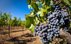 Grapes Full HD Wallpaper and Background | 2560x1600 | ID:213000