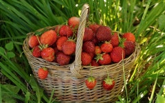 Strawberry HD Wallpaper | Background Image | 1920x1200 | ID:221890 - Wallpaper Abyss  Strawberry HD Wallpaper | Background Image... 