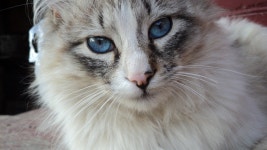 Cat HD Wallpaper | Background Image | 1920x1080 | ID:240720 - Wallpaper Abyss  Cat HD Wallpaper | Background Image | 1920x1080... 