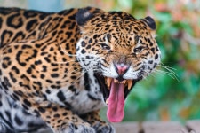 Jaguar HD Wallpaper | Background Image | 2560x1707 | ID:253202... Jaguar HD Wallpaper | Background Image | 2560x1707 | ID:253202