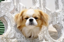 Dog Full HD Wallpaper and Background Image | 2560x1700 | ID:283832