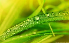 Grass HD Wallpaper | Background Image | 1920x1200 | ID:459700 - Wallpaper Abyss  Grass HD Wallpaper | Background Image... 