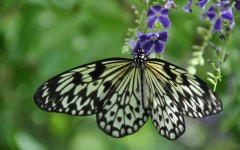 ID:500044 - Wallpaper Abyss  Butterfly HD Wallpaper | Background Image | 1920x1200 | ID:500044