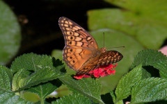 butterfly Computer Wallpapers, Desktop Backgrounds | 1440x900 | ID:500045