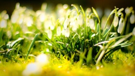Snowdrop Computer Wallpapers, Desktop Backgrounds | 1920x1080 | ID:507661