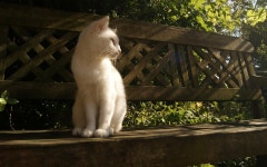 Cat Wallpaper and Background Image | 1680x1050 | ID:550011... Abyss  Cat Wallpaper and Background Image | 1680x1050 | ID:550011