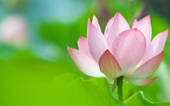 Lotus HD Wallpaper | Background Image | 1920x1200 | ID:550041... Lotus HD Wallpaper | Background Image | 1920x1200 | ID:550041
