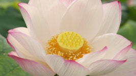 ID:550042 - Wallpaper Abyss  Bloomed Pale Shade Lotus Flower 4k Ultra HD Wallpaper | Background Image | 3840x2160 | ID:550042