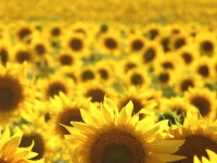389 Sunflower HD Wallpapers | Backgrounds - Wallpaper Abyss - Page 2 389 Sunflower HD Wallpapers | Backgrounds - Wallpaper Abyss