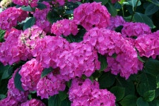 Pink Hydrangeas 电脑壁纸，桌面背景 | 4500x2995 | ID:700058