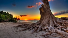 ID:700160 - Wallpaper Abyss  Old Tree on Beach at Sunset HD Wallpaper | Background Image | 1920x1080 | ID:700160