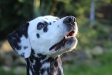 Dalmatian 5k Retina Ultra HD Wallpaper | Background Image | 5184x3456 | ID:728381 - Wallpaper Abyss  Dalmatian 5k Retina Ultra HD... 
