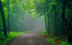 Misty Forest Road HD Wallpaper | Background Image | 1920x1200... Misty Forest Road HD Wallpaper | Background Image | 1920x1200... 