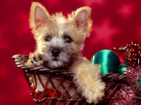 Puppy with Christmas Decorations Wallpaper and Background Image | 1600x1200 | ID:776914 - Wallpaper Abyss  Puppy with Christmas... 