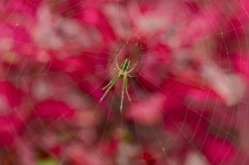 Spider HD Wallpaper | Background Image | 2048x1360 | ID:780033... Spider HD Wallpaper | Background Image | 2048x1360 | ID:780033