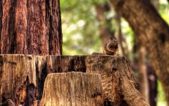 258 Squirrel HD Wallpapers | Backgrounds - Wallpaper Abyss - Page 2 258 Squirrel HD Wallpapers | Backgrounds - Wallpaper Abyss