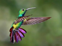 Hummingbird Wallpaper and Background Image | 1600x1200 | ID:813551 - Wallpaper Abyss  Hummingbird Wallpaper and Background Image... 