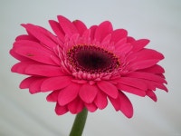 Pink Gerbera Full HD Bakgrund and Bakgrund | 3648x2736 | ID:828017
