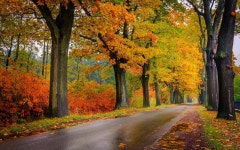 Road in Autumn Full HD 壁纸 and 背景 | 1920x1200 | ID:859725