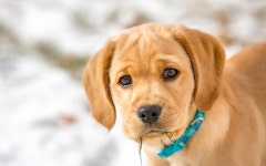 Dog Full HD Wallpaper and Background Image | 1920x1200 | ID:862864