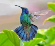 ID:890017 - Wallpaper Abyss  Hummingbird HD Wallpaper | Background Image | 2048x1698 | ID:890017