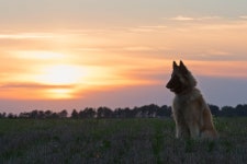 Dog Full HD Wallpaper and Background | 2048x1367 | ID:895019