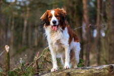 Dog Full HD Wallpaper and Background | 2048x1365 | ID:897006