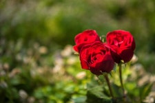 ID:950049 - Wallpaper Abyss  Rose 5k Retina Ultra HD Wallpaper | Background Image | 6016x4016 | ID:950049