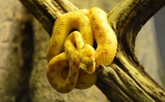 Viper HD Wallpaper | Background Image | 1920x1195 | ID:958001... Viper HD Wallpaper | Background Image | 1920x1195 | ID:958001