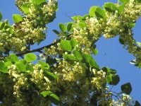 Tilia HD Wallpaper | Background Image | 1920x1440 | ID:961001... Tilia HD Wallpaper | Background Image | 1920x1440 | ID:961001