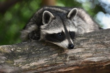 Raccoon 5k Retina Ultra HD Wallpaper | Background Image | 6000x4000 | ID:972910 - Wallpaper Abyss  Raccoon 5k Retina Ultra HD... 