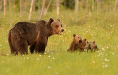 Bear HD Wallpaper | Background Image | 1920x1236 | ID:981001... Abyss  Bear HD Wallpaper | Background Image | 1920x1236 | ID:981001