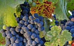Grapes Full HD Wallpaper and Background | 1920x1200 | ID:170015