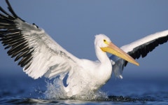Pelican Computer Wallpapers, Desktop Backgrounds | 1920x1200 | ID:210067