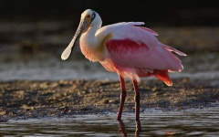 ID:210069 - Wallpaper Abyss  Roseate Spoonbill HD Wallpaper | Background Image | 1920x1200 | ID:210069