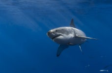 Shark HD Wallpaper | Background Image | 2048x1345 | ID:561842... Abyss  Shark HD Wallpaper | Background Image | 2048x1345 | ID... 