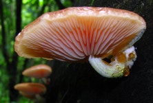 Mushroom Full HD Wallpaper and Background | 1926x1302 | ID:600070