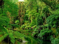 ID:700037 - Wallpaper Abyss  Forest in Portugal HD Wallpaper | Background Image | 2048x1536 | ID:700037
