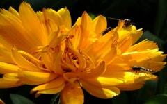Bees on Yellow Flower Computer Wallpapers, Desktop Backgrounds | 2560x1600 | ID:700039