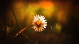 Flower Full HD Wallpaper and Background | 2560x1440 | ID:700104