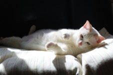 White cat just lying in the sun HD Wallpaper | Background Image | 3008x2000 | ID:700195 - Wallpaper Abyss  White cat just lying... 
