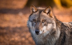 ID:700288 - Wallpaper Abyss  Beautiful Gray Wolf HD Wallpaper | Background Image | 1920x1200 | ID:700288