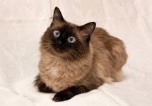 ID:700350 - Wallpaper Abyss  Cat 4k Ultra HD Wallpaper | Background Image | 4743x3300 | ID:700350