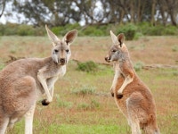The Australian Kangaroo in the Aussie bush HD Wallpaper | Background Image | 2200x1650 | ID:724630 - Wallpaper Abyss  The... 